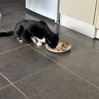 LUNA, chatte à adopter