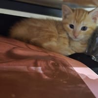 FOXIE (EX ROUQUINE), chatte à adopter