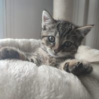 Ana de Pierrefonds, chatte à adopter