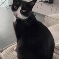 ODE, chatte à adopter