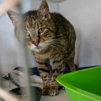 MAMITA   SOS, chatte à adopter