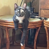 COFFEE, chatte à adopter