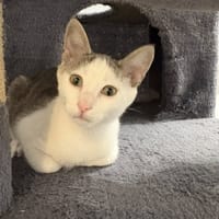 ARCHI, chat à adopter
