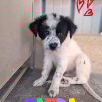 PANDA, cucciolo monello, cane da adottare