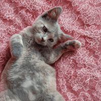 Enora, chatte à adopter
