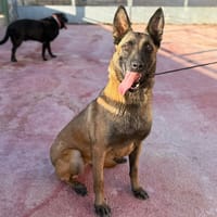 BOMBON (Lara), chienne à adopter