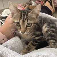 PHOEBE, chatte à adopter