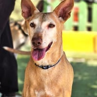 GORDA (Lara), chienne à adopter