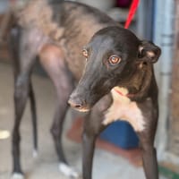 PAVANA, chienne à adopter