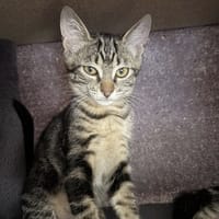 PRUE, chatte à adopter