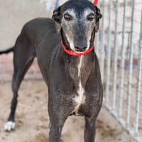SHIRA, chienne à adopter