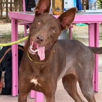 DOLORES (Maria), chienne à adopter