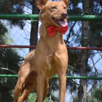 EVEL  (Lara), chien à adopter