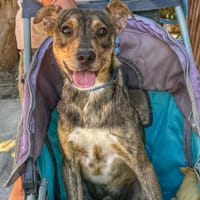 CLARKE (Maria), chien à adopter