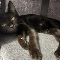 PIPPER, chat à adopter