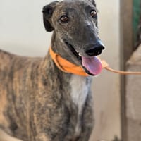 FANDY, chien à adopter