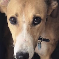 JU, chien à adopter