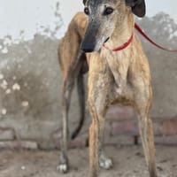 JUAN, chien à adopter