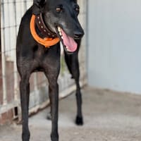 TARIFA, chienne à adopter