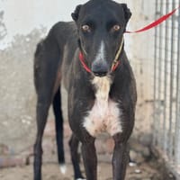 ANTONIA, chienne à adopter