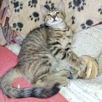 Bonnie, chatte à adopter