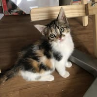 Chipie, chatte à adopter