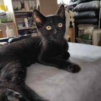 Woltie, chatte à adopter