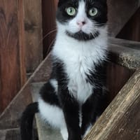 AGRIPPINE, chatte à adopter