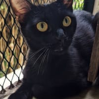 AGNES, chatte à adopter