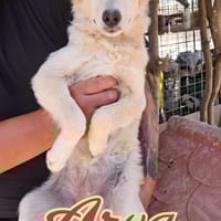 ARYA nata ad Febbraio 2025, cane femmina da adottare