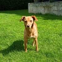 Sanfte Olgi 3 Jahre Mischling, Hündin zur Adoption