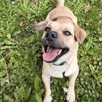 Wer hat ein Körbchen für Simba?, Hund zur Adoption