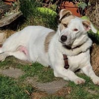 Unsere bildschöne Hündin Tsuki 4 J., Hündin zur Adoption