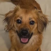 LOTTI 2 ist zauberhaft, Hündin zur Adoption