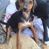 💕Dana💕 sucht ein schönes Zuhause,, Hündin zur Adoption