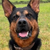 Morten 💗 wartet in 22305 Hamburg, Hund zur Adoption