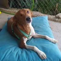 Willow - Patenschaft gesucht, Hund zur Adoption