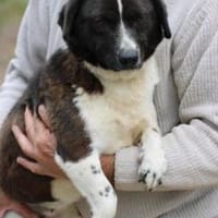 Batida  sehr liebenswerte, kleine Hündin, Hündin zur Adoption