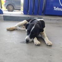 Damiansucht ein schönes Zuhause, Hund zur Adoption
