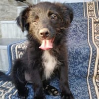 Die kleine💕Tilda💕 sucht ihre Menschen, Hündin zur Adoption