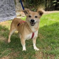 ängstliche Seniorin Lissa (Tierschutz), Hündin zur Adoption