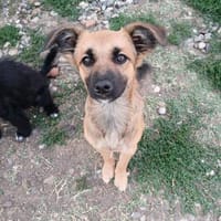 Arad sucht ein schönes Zuhause, Hund zur Adoption