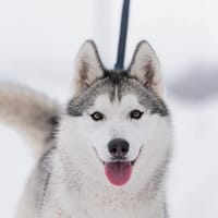 Wanda, wunderschön und aktiv, Hündin zur Adoption