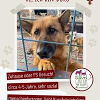 Doro sucht ab November ein zu Hause, Hündin zur Adoption