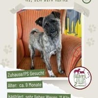 Rifki sucht ab November ein zu Hause, Hund zur Adoption