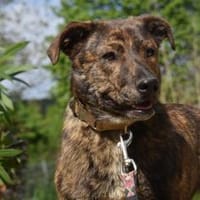 NYA, Hündin zur Adoption