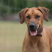 Schröder sucht seinen Endplatz, Hund zur Adoption