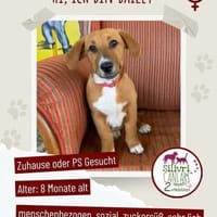 Kleine Bailey sucht ab Nov ein zu Hause, Hündin zur Adoption