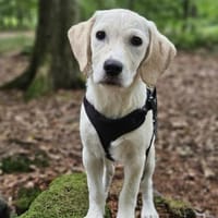 Freya, niedliche Sportskanone, 4M 45468, Hündin zur Adoption