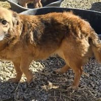 June - sanft und vorsichtig - in DE, Hündin zur Adoption